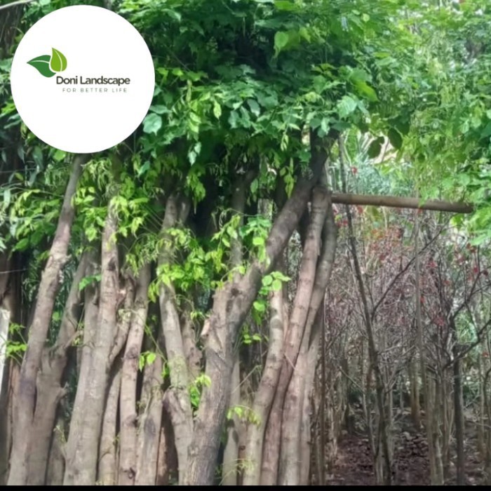 NEW Pohon Angsana Tanaman peneduh 4 meter promo