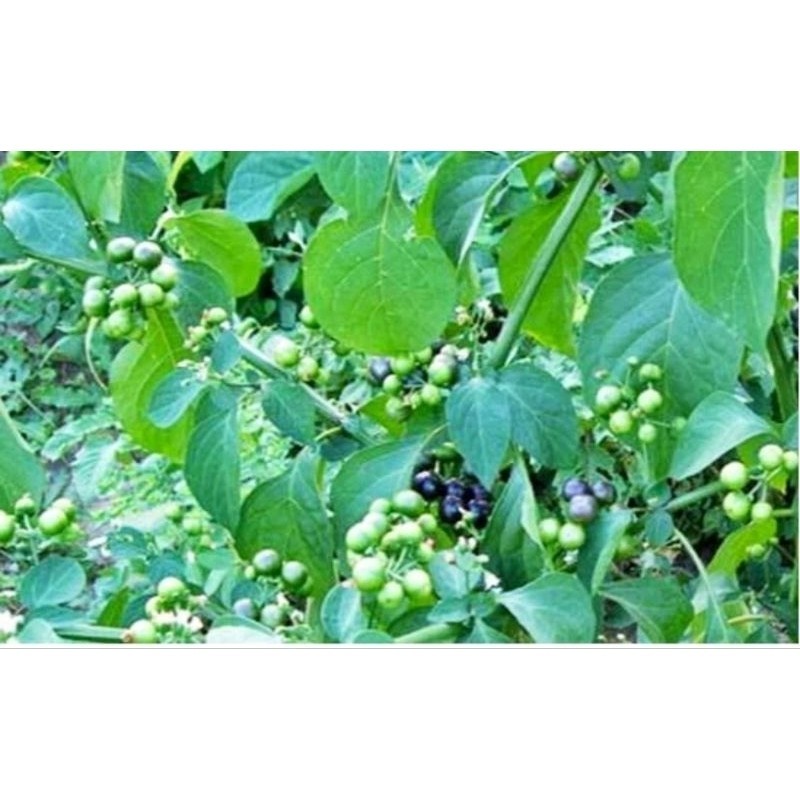 bibit tanaman leunca / ranti - bibit leunca ukuran 30 cm (STP)