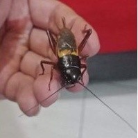 Jangkrik Aduan Jliteng | Jangkrik Jrabang pengusir tikus