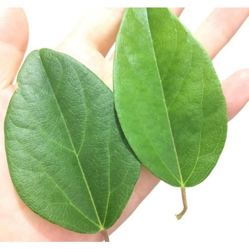 

Daun cinco segar/250grm