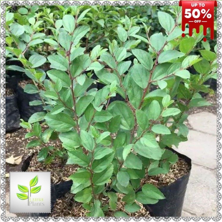 ( BISA COD ) Tanaman Bidara Arab Asli Pohon Bidara Arab 35-40cm / Tanaman Bidara Berkhasiat Daun Bid