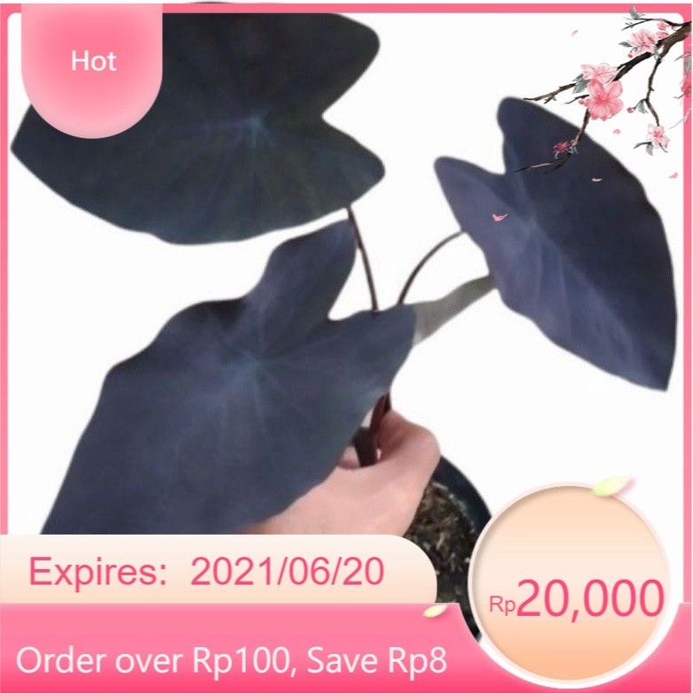 ( BISA COD ) PROMO Caladium Alocasia Black Magic / Tanaman Hias Keladi Alokasia Hitam / Tanaman Hidu