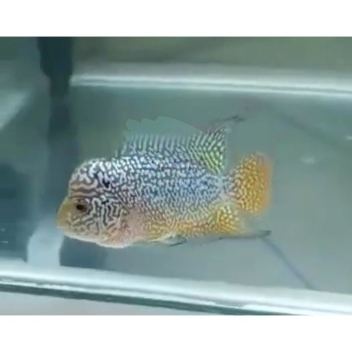 garansi pemanis aquarium louhan lohan kamfa F2 GEN ORI burayak BELI 3 GRATIS 1 6 GRATIS 2