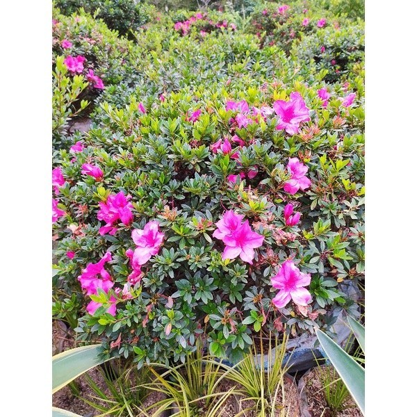 Tanaman hias bunga azalea - Bibit Bonsai Pohon azalea - bunga hias azalea