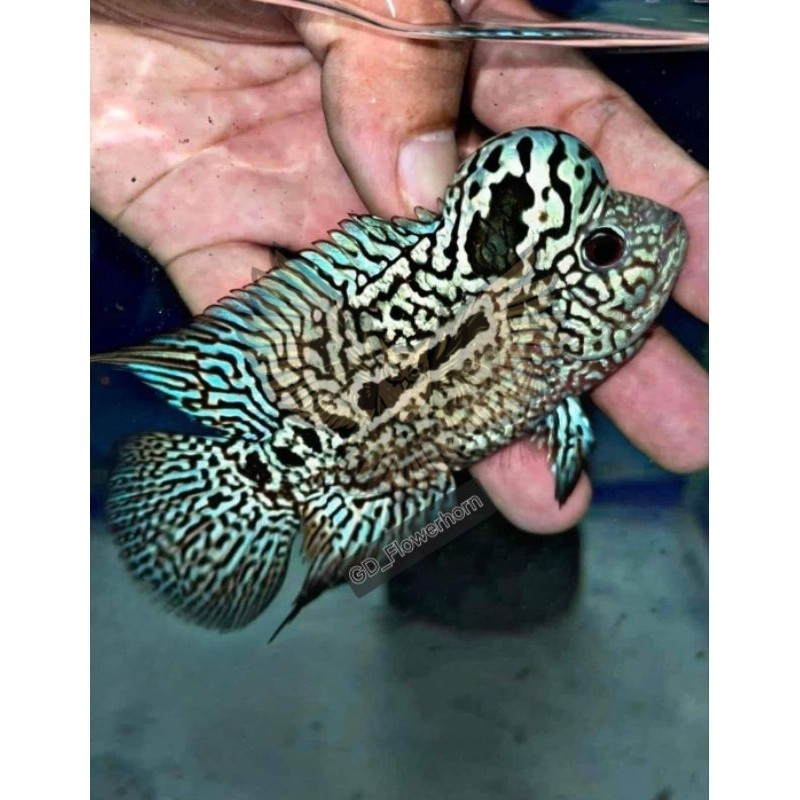 ornamental Burayak Louhan Black Pearl Kamfa Thailand