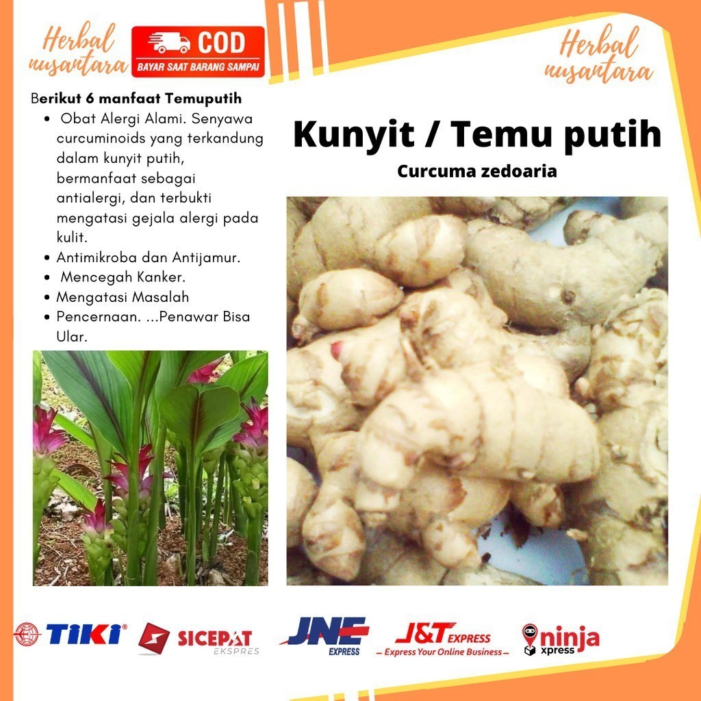 

kunyit putih segar 1 kg langsung ambil dari hutan asli organik herbal CURCUMA ZEDOARIA