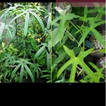 

daun gedi segar herbal alami 10 lembar