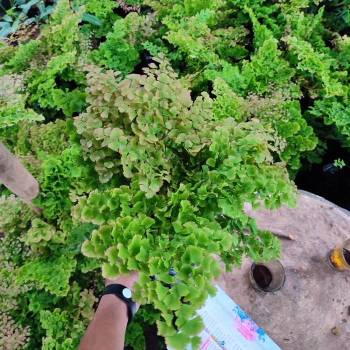 tanaman gantung suplir adiantum - gantung suplir keriting - rimbun