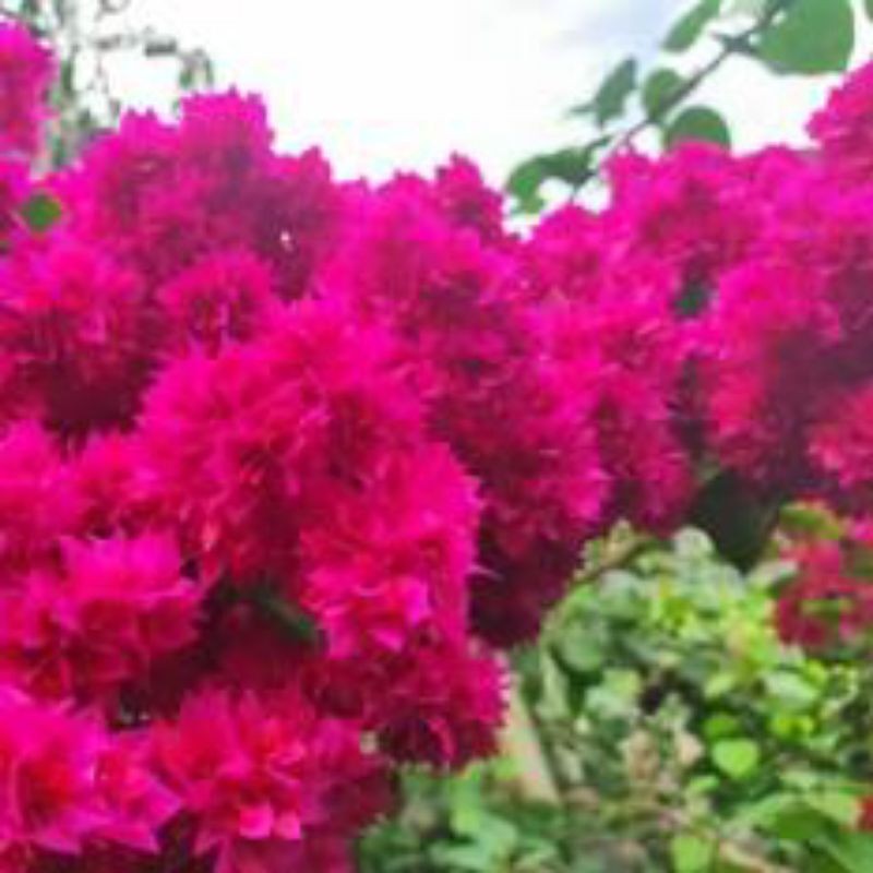 bibit  bugenvil TUMPUK KRIWUL merah cutting stek steck bougenville bogenvil bougenvil

bibit cutting