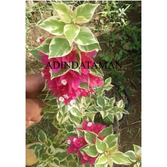 A.T. Bougenville / bugenvil singapur merah fanta daun varigata