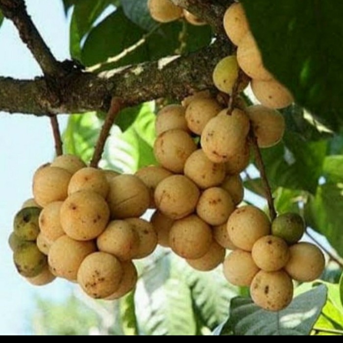 COD BIBIT TANAMAN BUAH LANGSAT TANPA BIJI/ BIBIT LANGSAT/ BIBIT LANGSEP Cepat Berbuah Terlaris