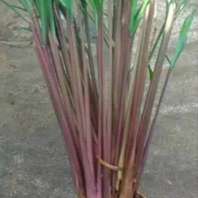 Serai Wangi Segar Serai Warna Merah 100 gram Organik Murah