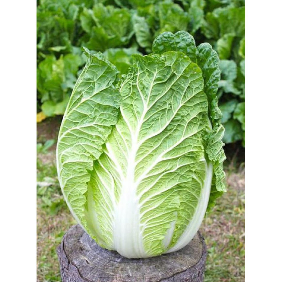 BERKEBUN 25 Benih Sawi Putih Dataran Rendah Sayur Slobor Unggul Bibit Tanaman Sayuran Seribuan