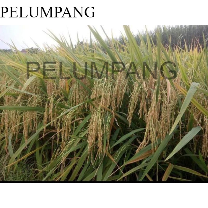 PADI BENIH PADI UNGGUL CL 284 1KG