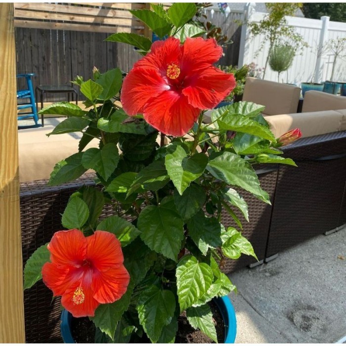 Tanaman hias pohon kembang sepatu bunga merah / pohon kembang sepatu