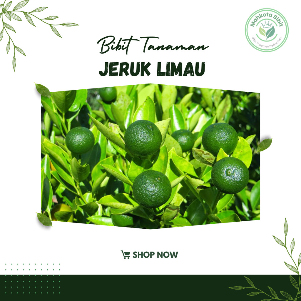 Bibit Jeruk Limau/jeruk sambal jeruk sambal atau jeruk limau