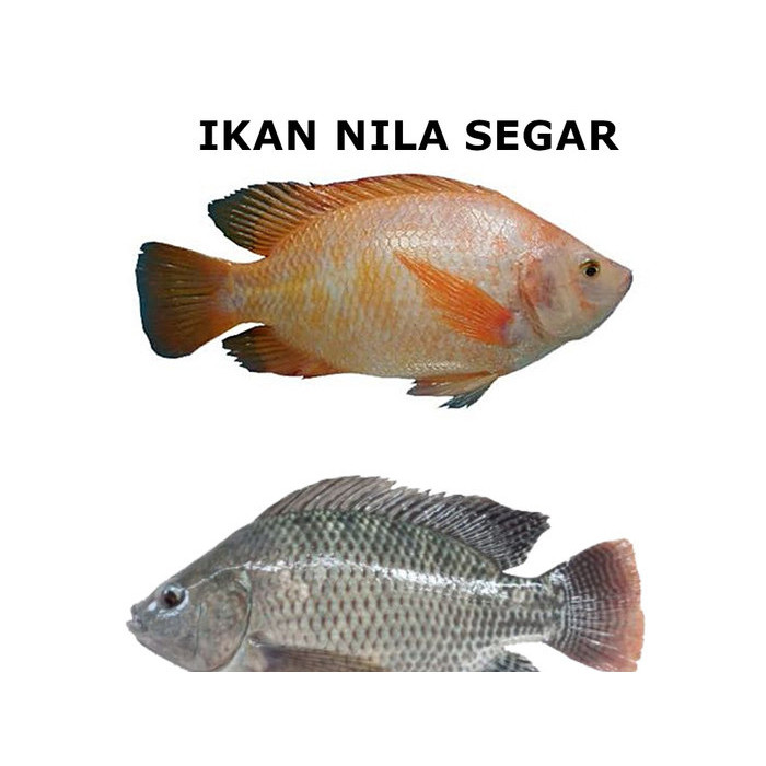

IKAN NILA SEGAR 1/2 KG 500 GR