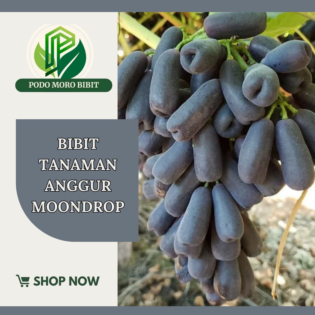 

anggur import mondroop