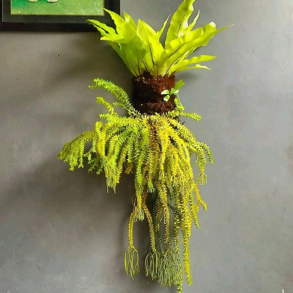 Tanaman Juntai Kadaka Rumpai Unik - Tanaman Pakia Rumpai cocok untuk hadiah