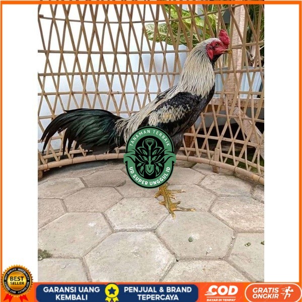 

ayam pama IQ telur fertill 100% terlaris UD_SUPER_UNGGUL_ID