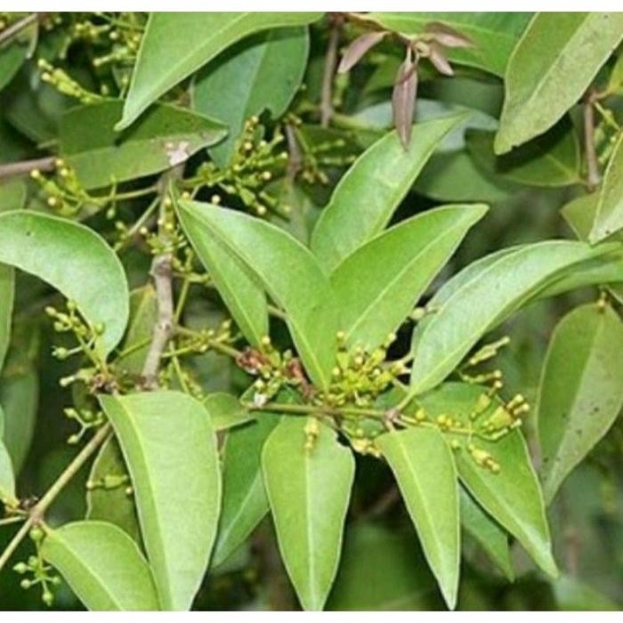 

READY STOKK daun benalu segar fresh 500gram