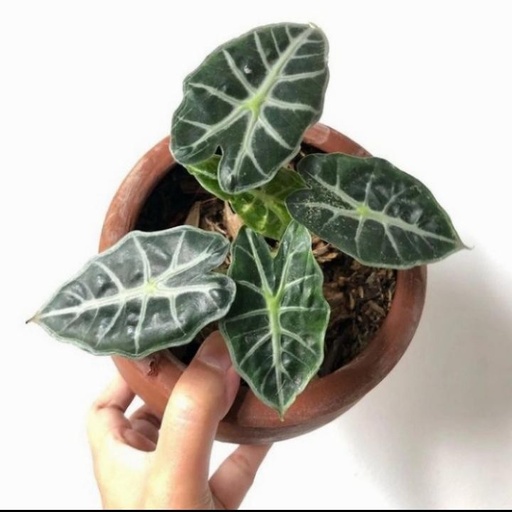 Tanaman hias Alocasia parasol - Alocasia tanaman - Alocasia