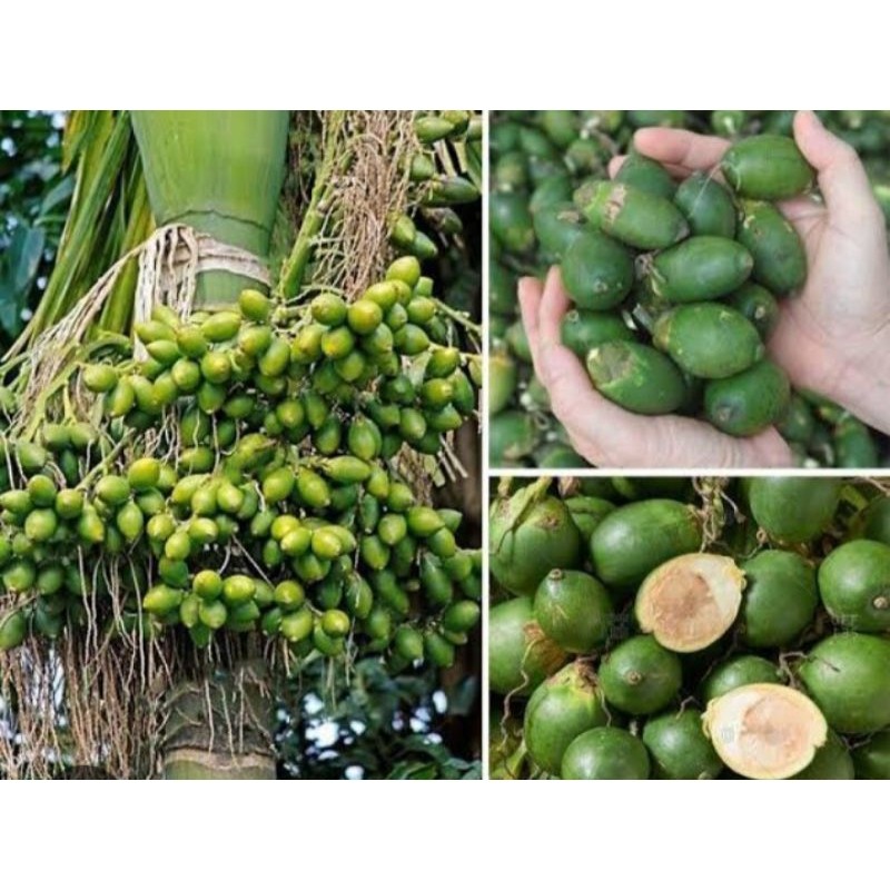 

1kg Buah Pinang Muda Segar-jambe muda fresh COD *
