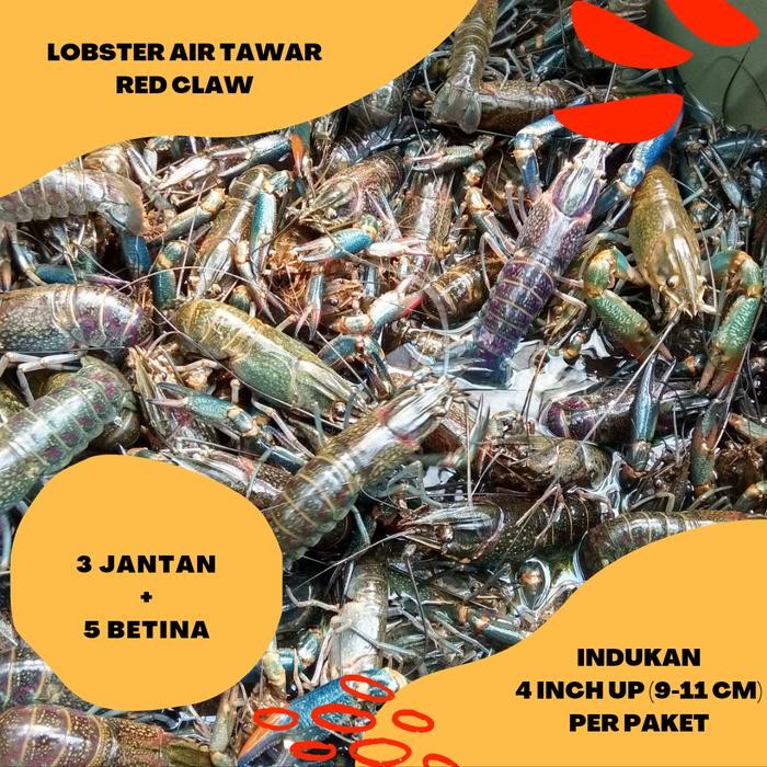 

Lobster Air Tawar Konsumsi Crayfish Indukan 4 Inch Up Isi 8 Ekor