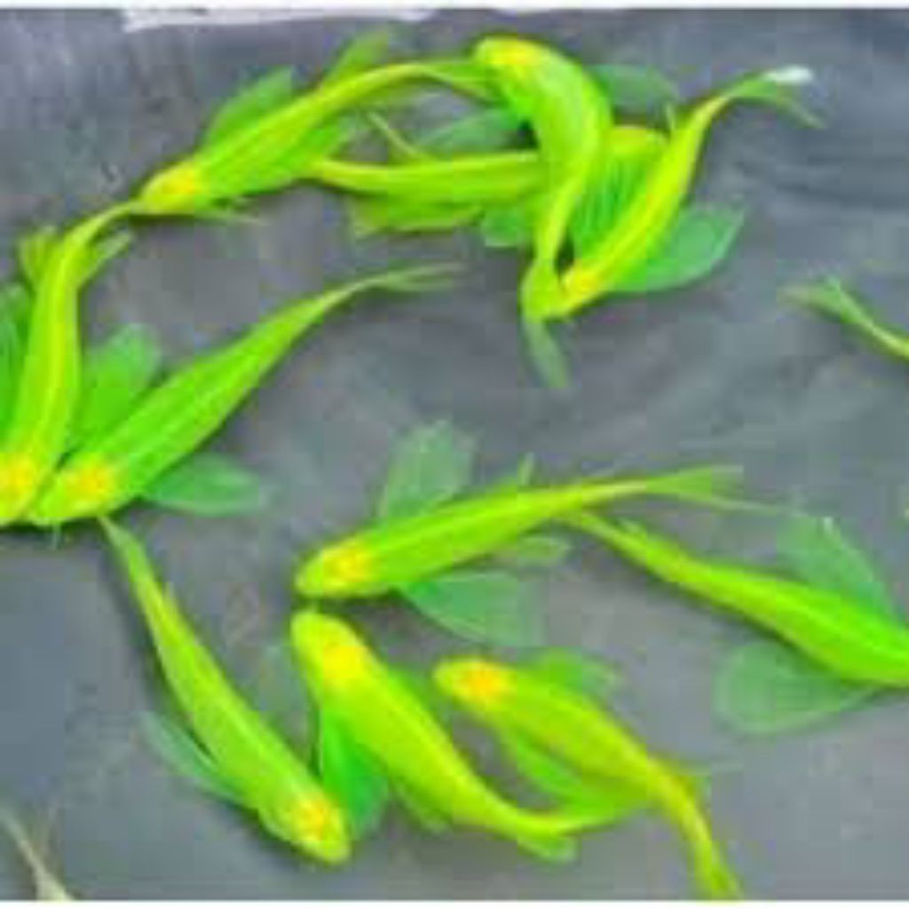 Hobi hobi Danio slayer hijau apel green metalic size L bahan induk - Danio slayer - Danio hijau slay