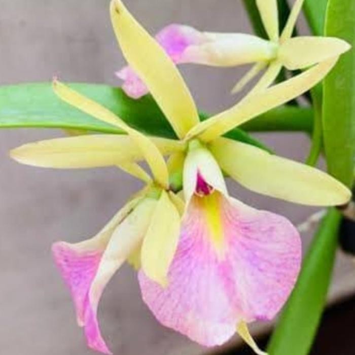 Anggrek Wangi Cattleya Jairak Pebble x Brassavola nodosa