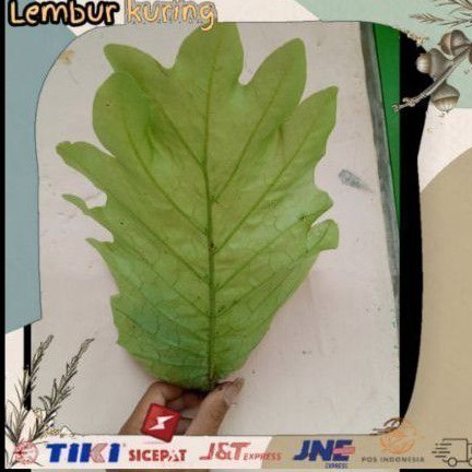 Promo bibit tanaman kadaka unik kadaka hias /kadaka ekor naga 188 Herbal COD