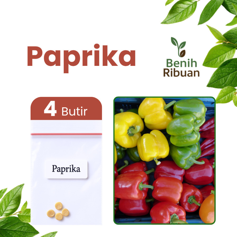 BENIH RIBUAN - Benih Buah Paprika Mix Bibit Paprika Merah Kuning Hijau Benih Paprika Berkualitas