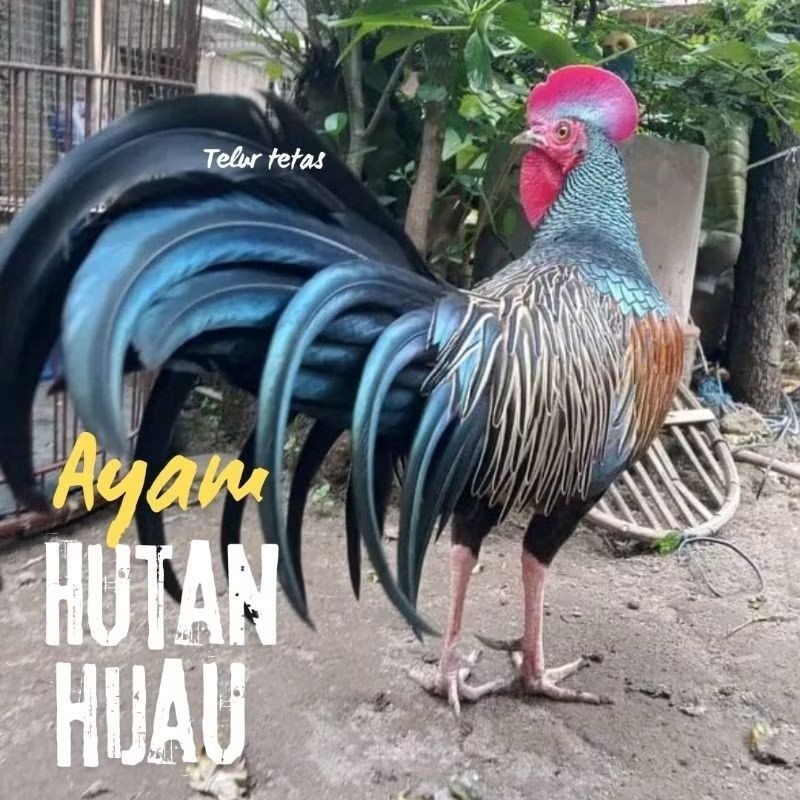 

telur ayam hutan ori untuk di tetaskan