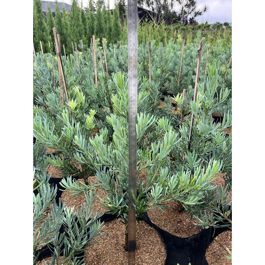 Promo Lohansung Blue Ice Ori - Tanaman Hias Lohansung Blue Ice Rimbun