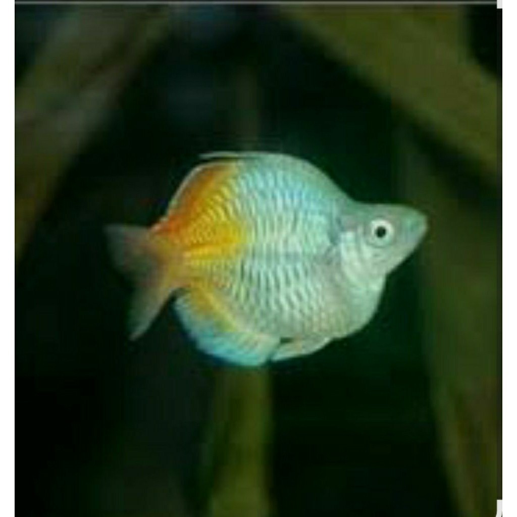 Rainbow Bosemani Balon Fish | Rainbow Bosemani Shortbody| Hiasan Aquascape | Hiasan Aquarium king