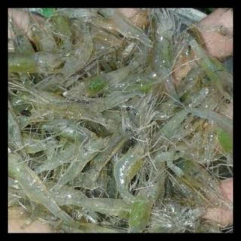 udang tawar hidup untuk pakan ikan