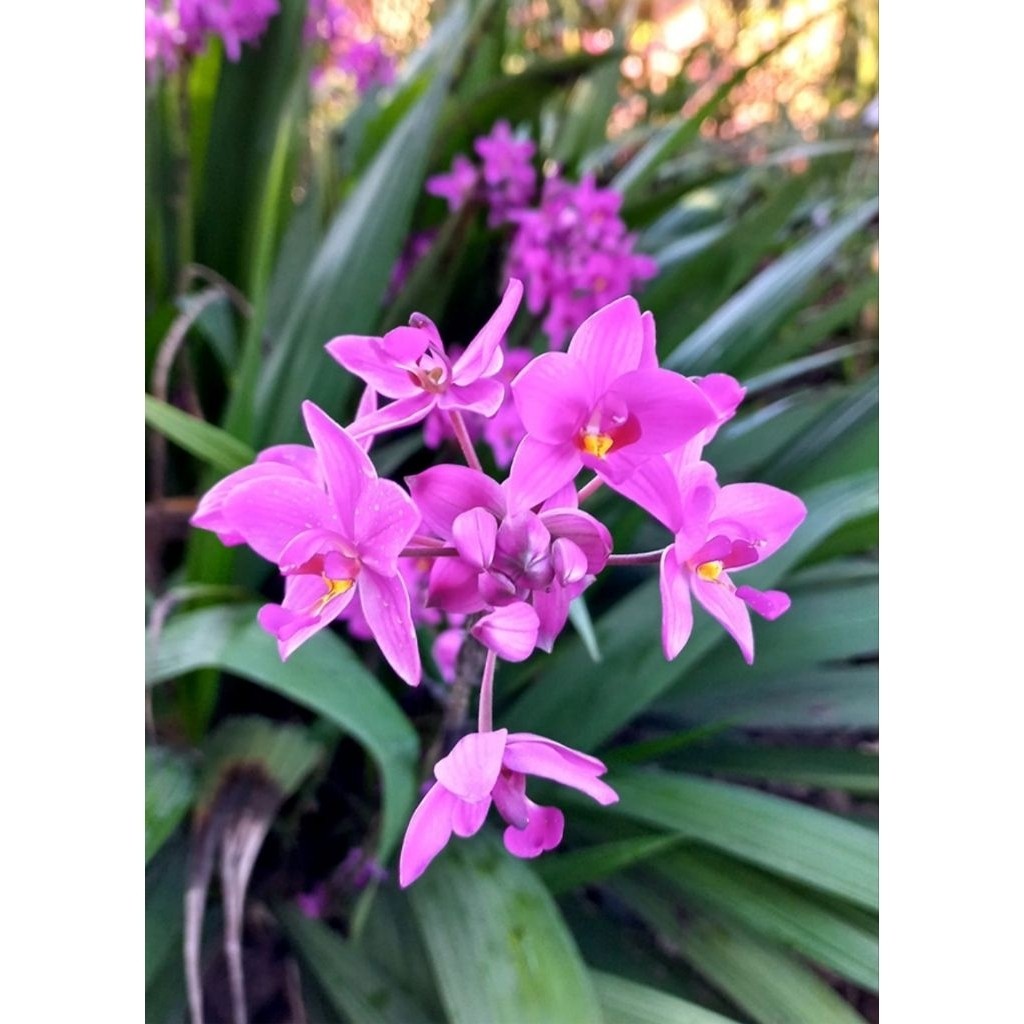 anggrek tanah bunga pink/tanaman hias anggrek tanah/bibit anggrek tanah