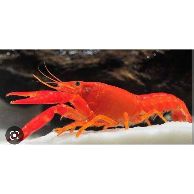 Paket lobster hias aquascape