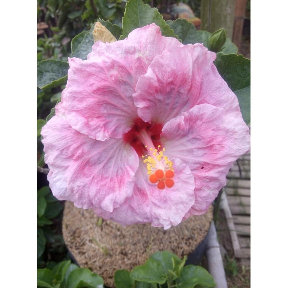 Tanaman Bunga Sepatu Soft Pink Tumpuk - Kembang Sepatu