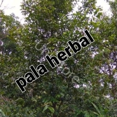 

Redy Buah pala herbal 1kg atasi insomia dan bahan manisan