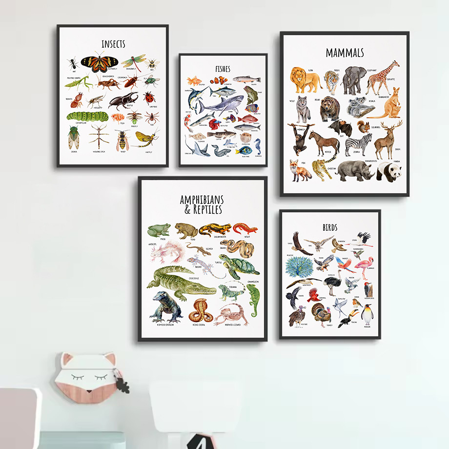 

Animal Educational Classification Insect Reptiles Amphibians Mammals Learining Poster Canvas Painting Wall Pictures Home Decor