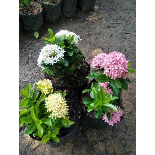 paket asoka mini 3 jenis bunga - asoka jambon