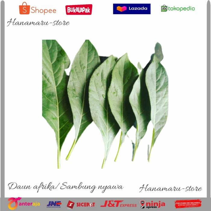 

Daun Sambung Nyawa l Herbal Daun Afrika l Obat Diabetes DLL/500gram