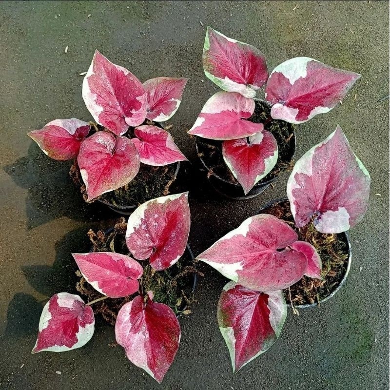 Tanaman Hias Caladium Dwi warna - keladi hias hidup dwi warna cantik merah murah