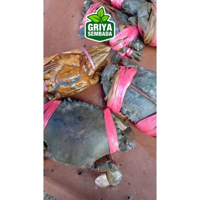 

Kepiting Hidup Isi 3 1KG Griya Sembada