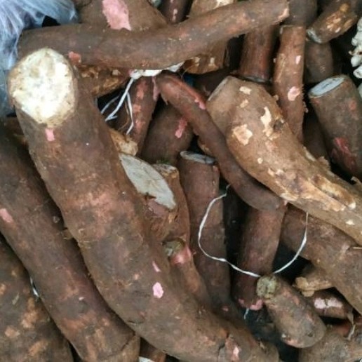 

Promo COD Singkong segar 1kg fresh dari kebon A.S H. Sp