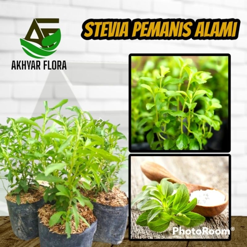 Bibit Stevia Tanaman Herbal Stevia Pemanis Alami Tanaman Daun Stevia Pohon Stevia