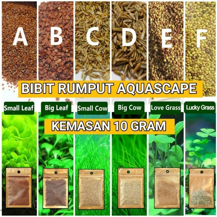 Bibit Rumput Tanaman Aquascape Karpet Hias Carpet Seed Aquarium