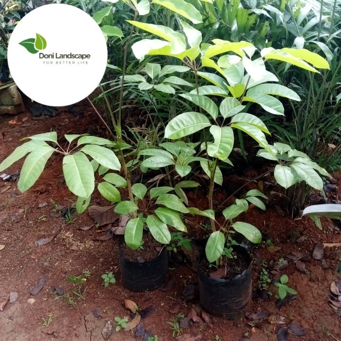 NEW Tanaman hias walisongo daun lebar outdor indor tinggi 1 meter promo