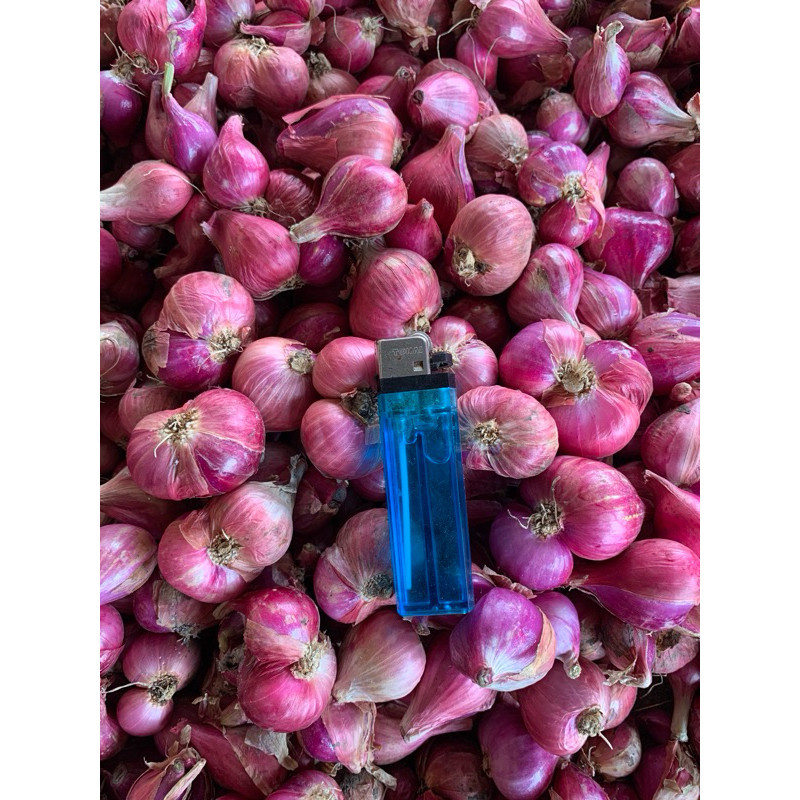 

Bawang Merah Organik Berkualitas